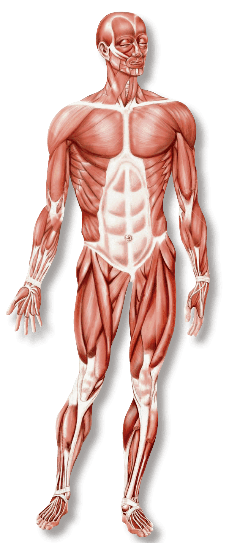 Sistema Musculo Esquel Tico Sistema Muscular Humano Anatomia Y The Best Porn Website